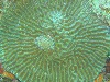 Pume Worm on Brain Coral