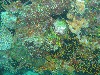 More corals