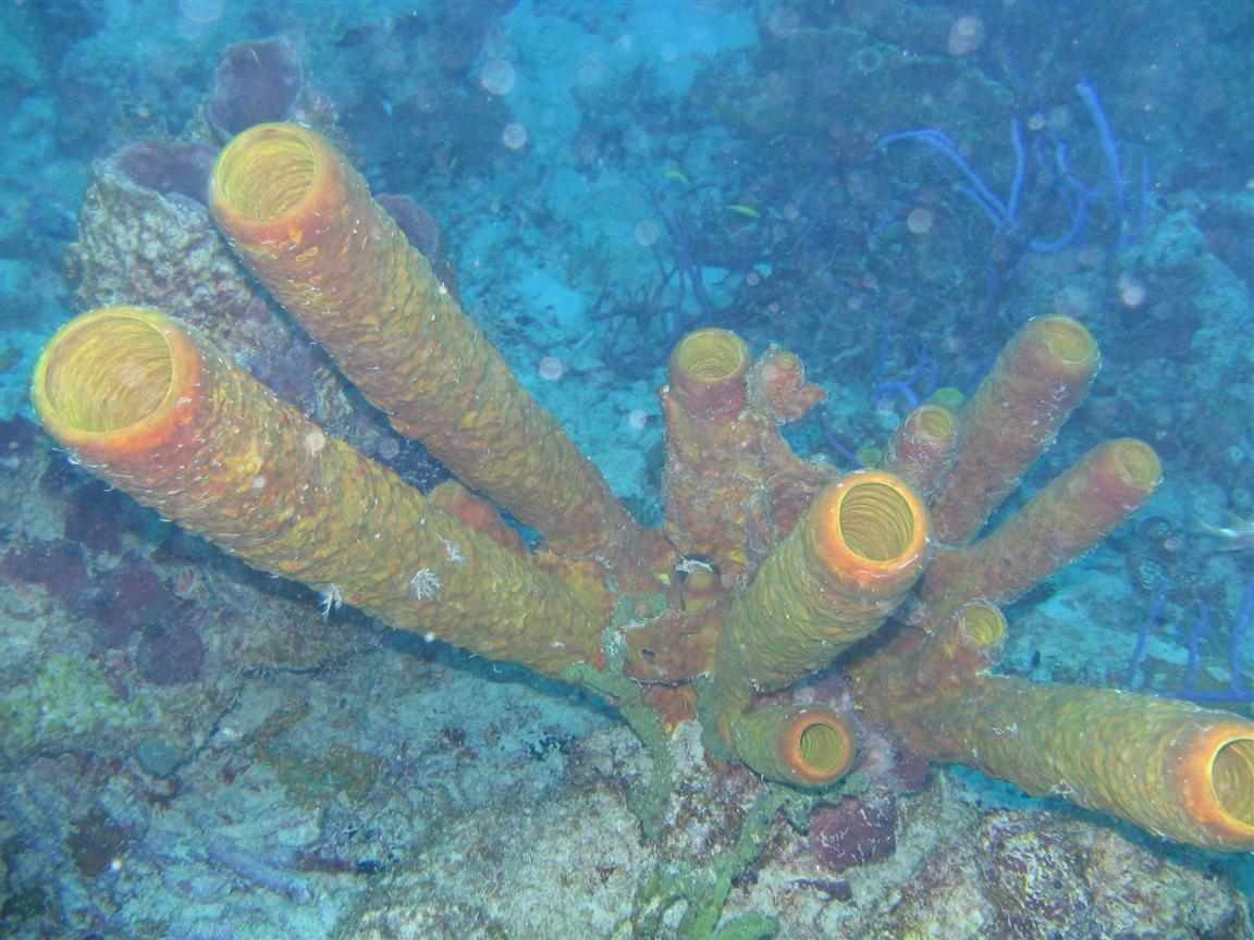 Giant Tube Sponge