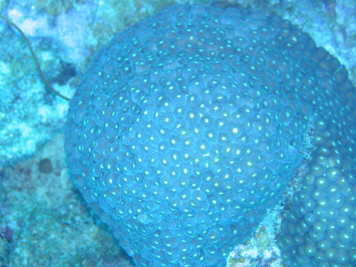 Star (?) Coral