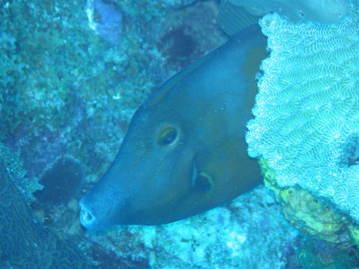 Triggerfish (?)