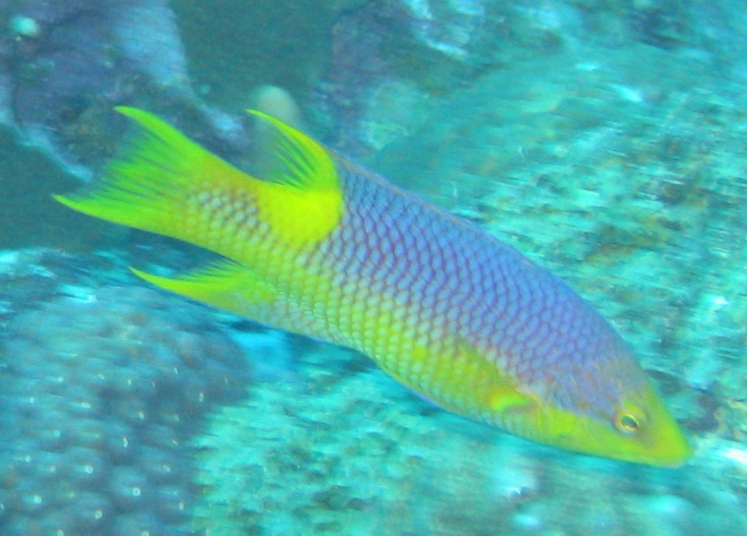 Wrasse