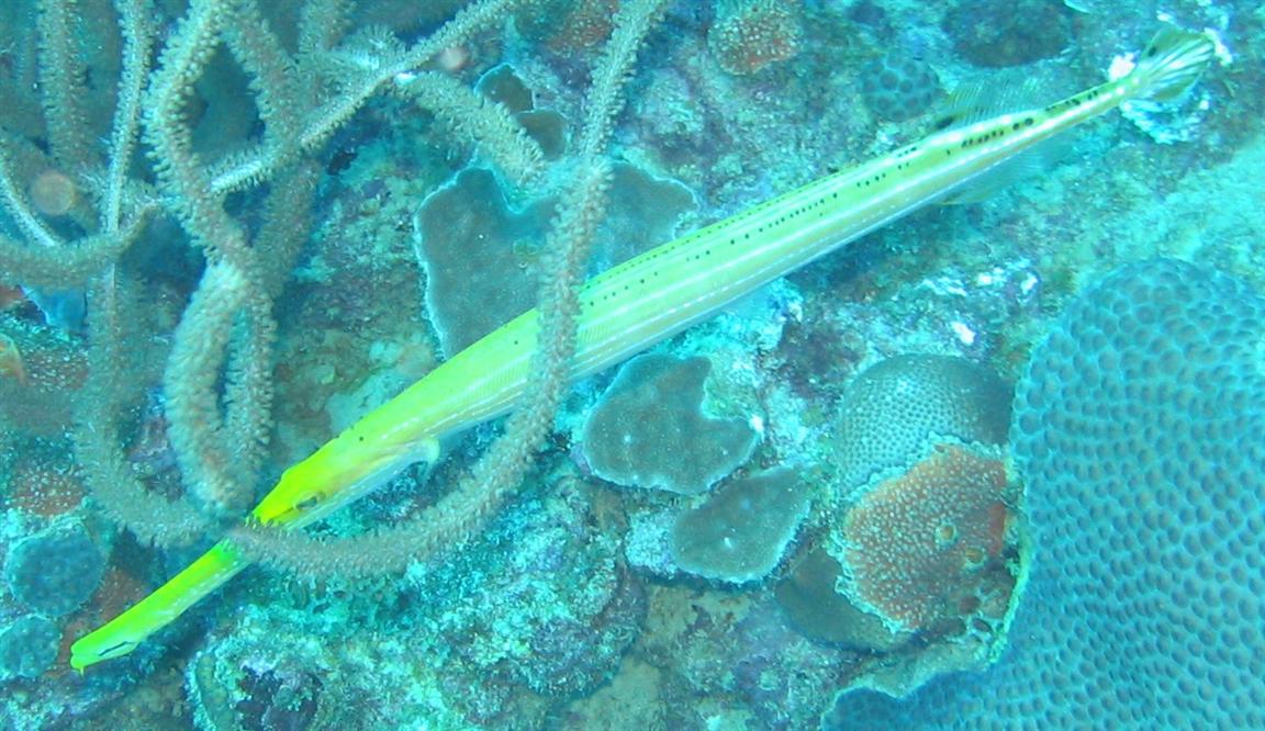 Needlefish