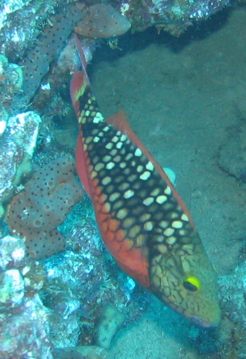 Stoplight Parrotfish