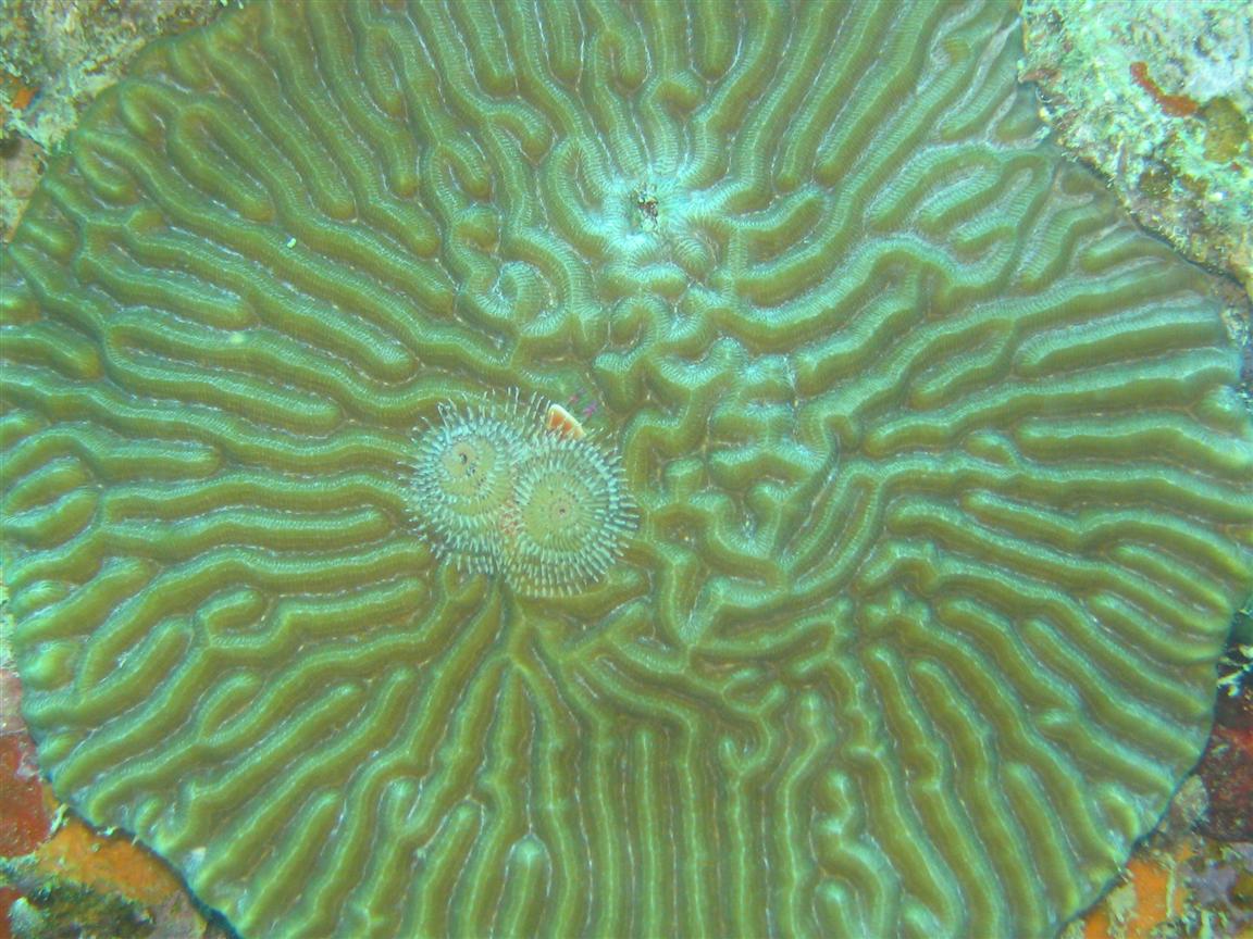 Pume Worm on Brain Coral