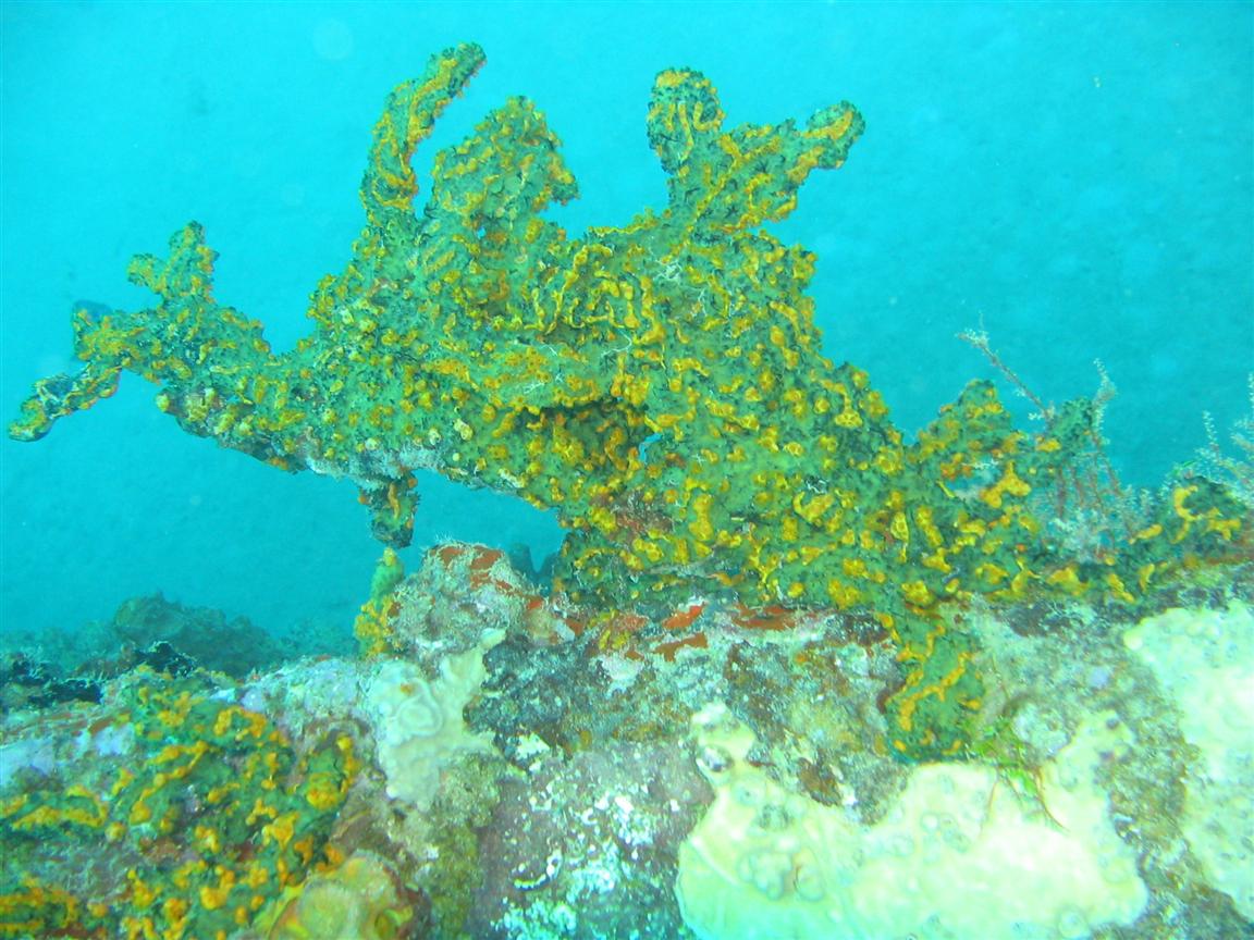 Fused Staghorn Coral