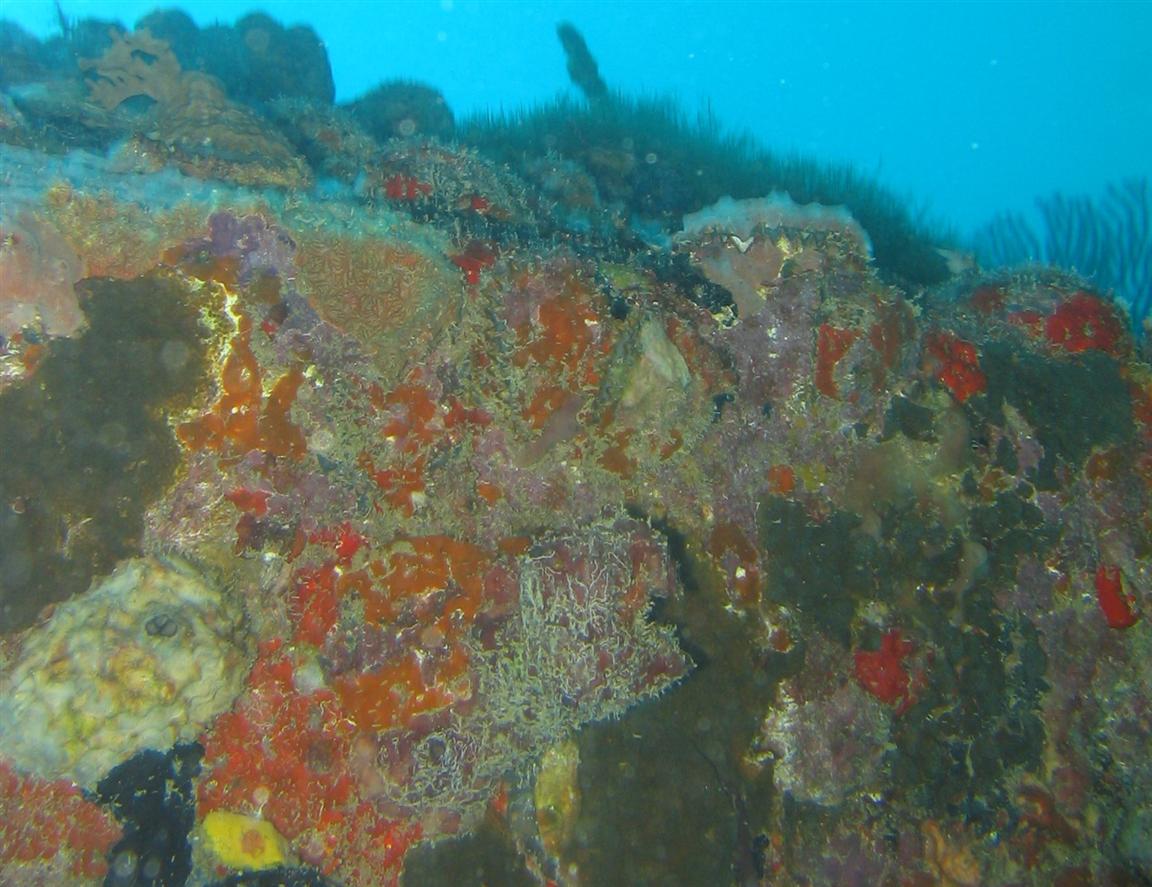 Coral on the side of a ship