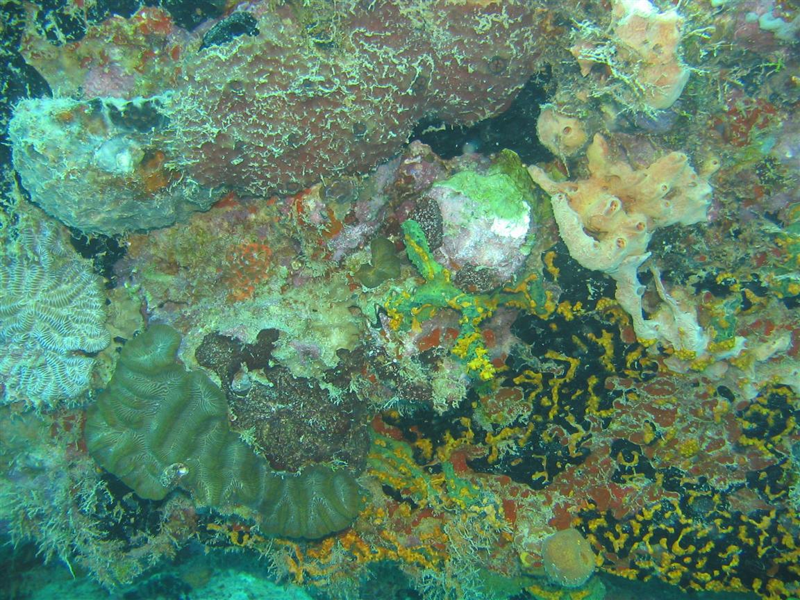 More corals