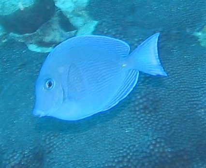 Blue Tang