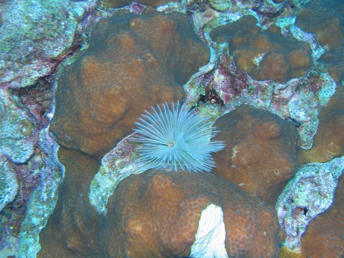 Feather Star