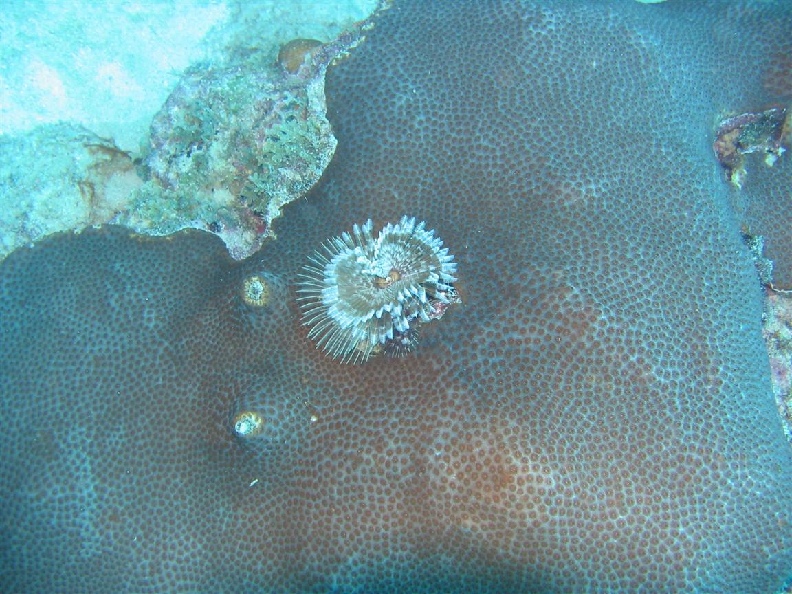 Feather Star on Star Coral