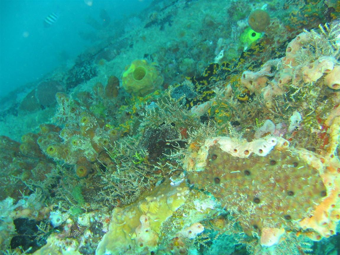 Corals and sponges