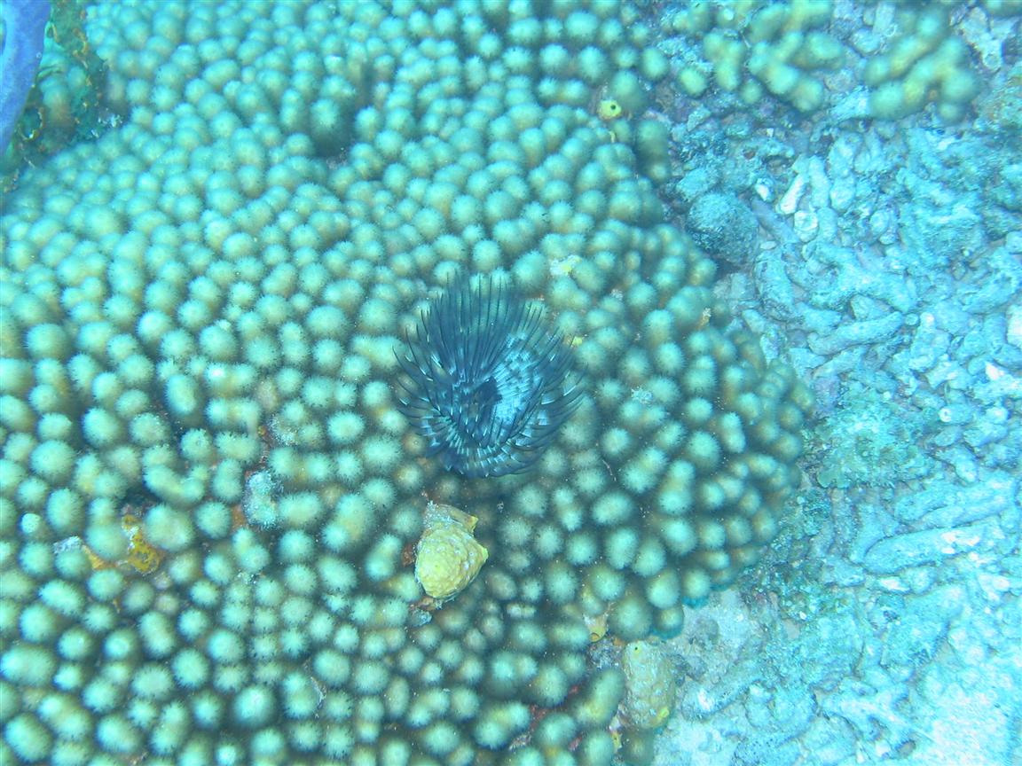 Feather Star on Coral