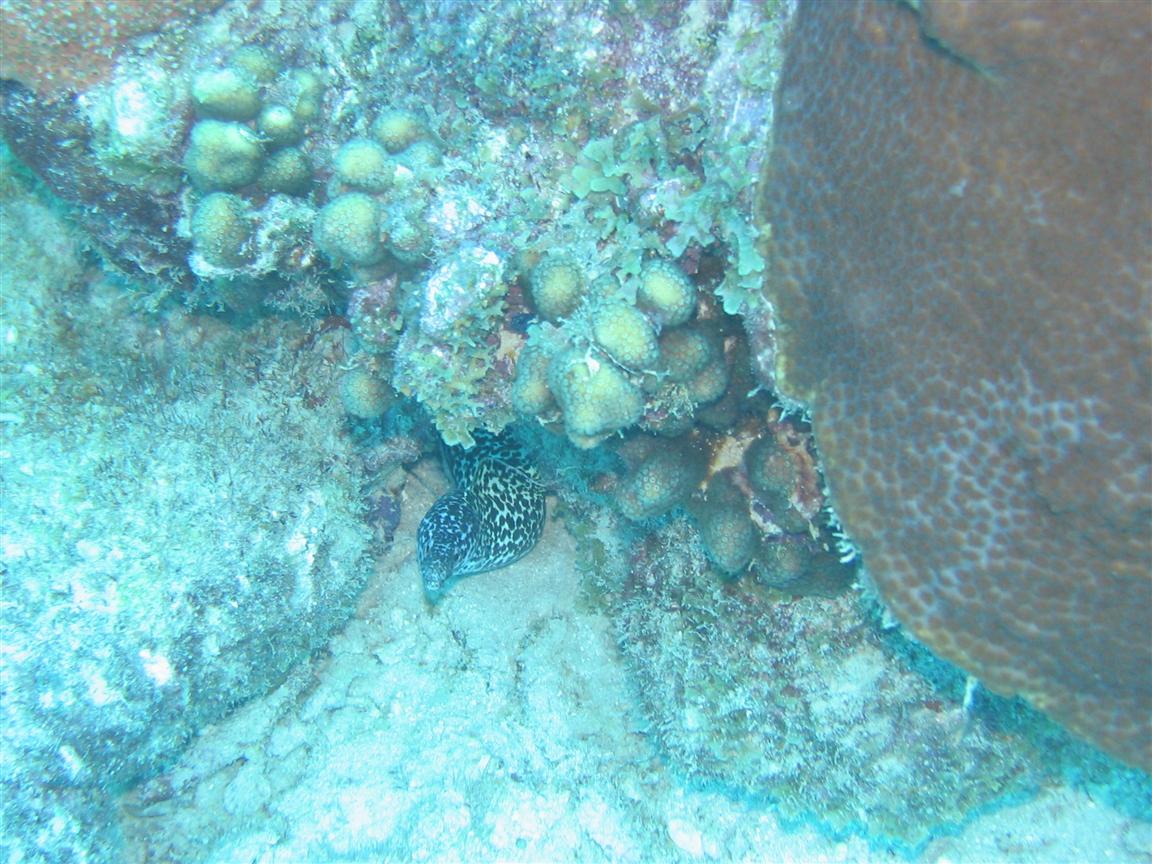 Small moray