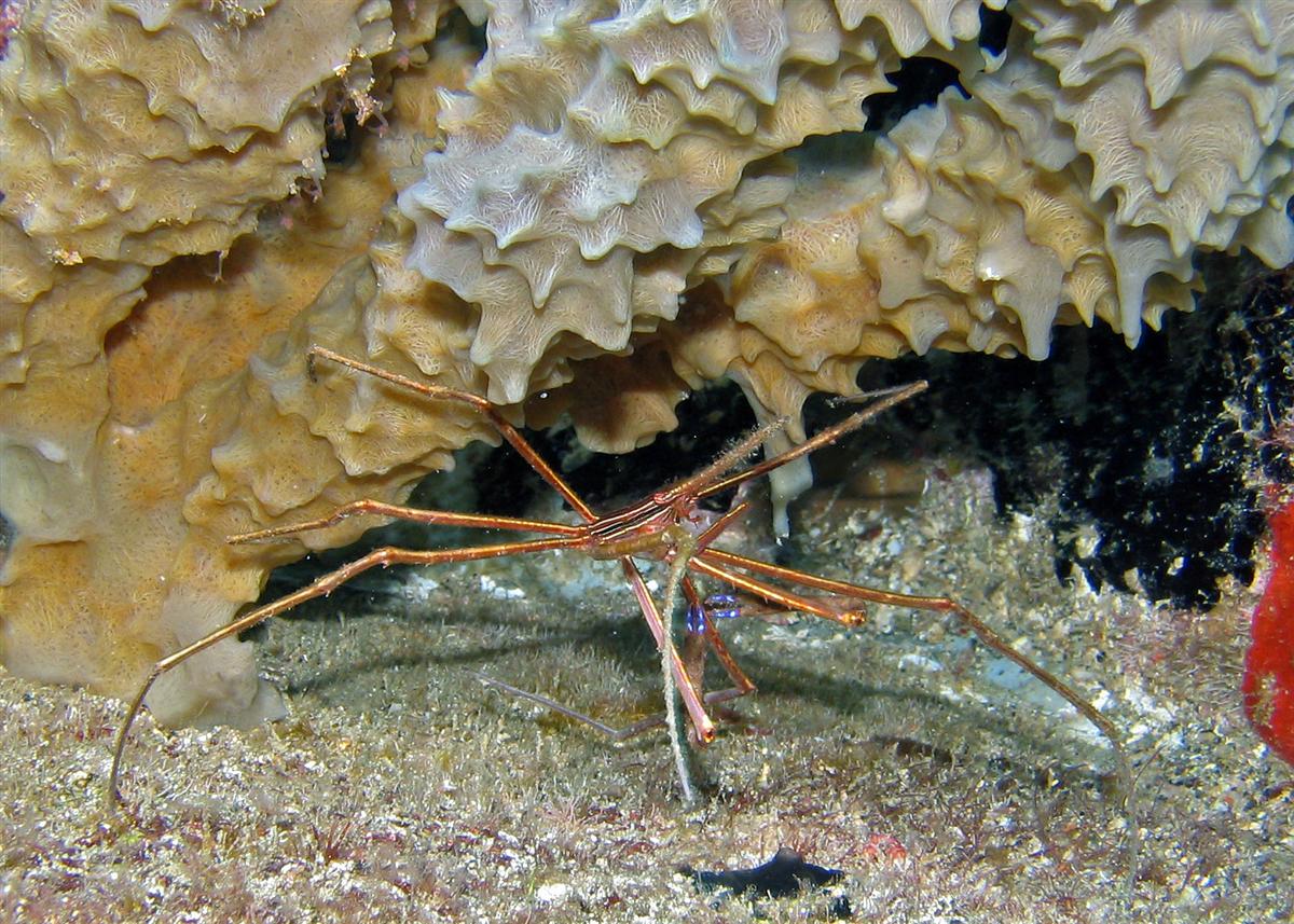 Arrow Crab