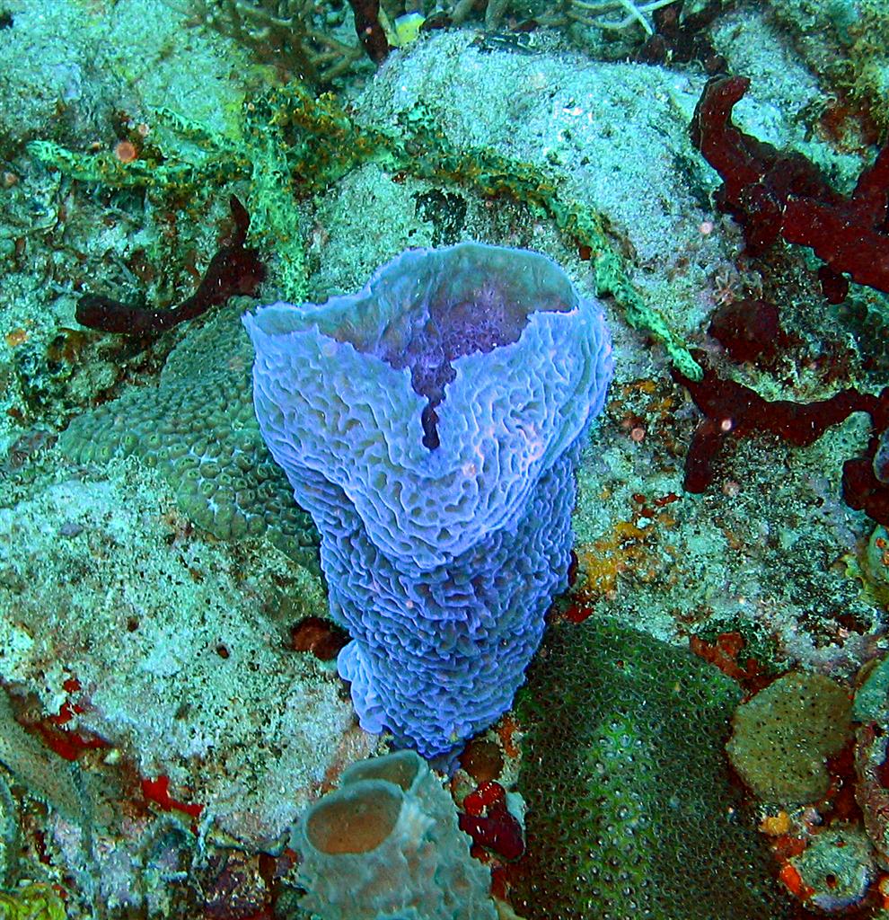 Azure Vase sponge