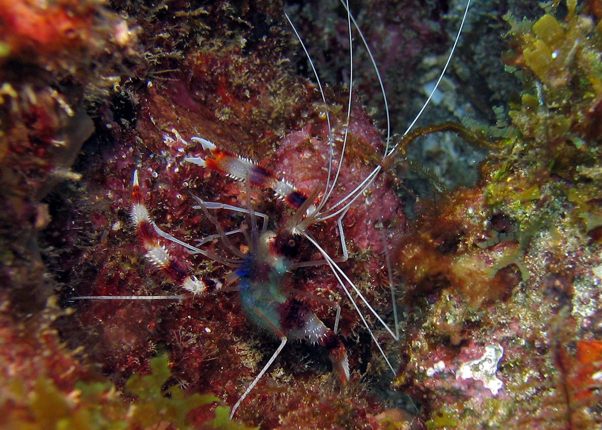 Banded Coral Shrimp