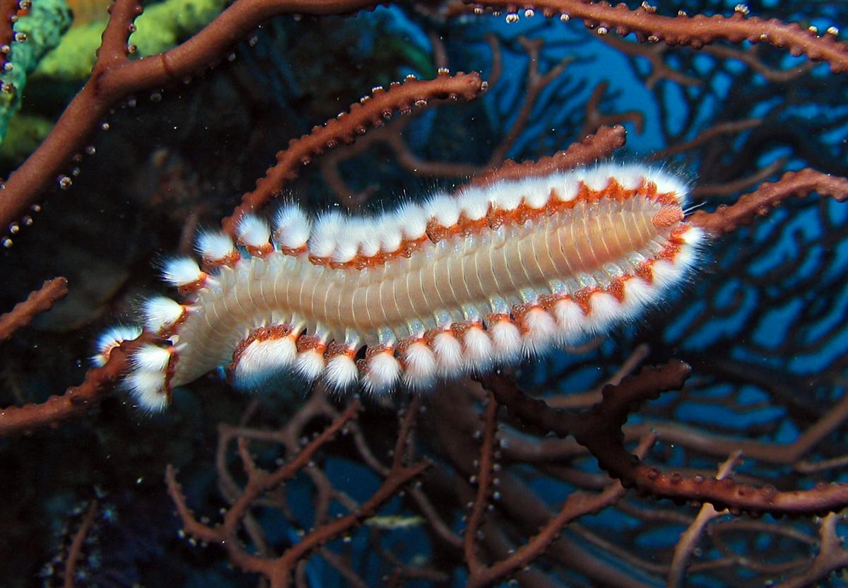 Bearded Fireworm