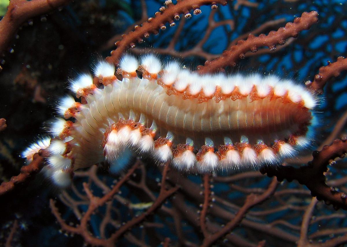 Bearded Fireworm