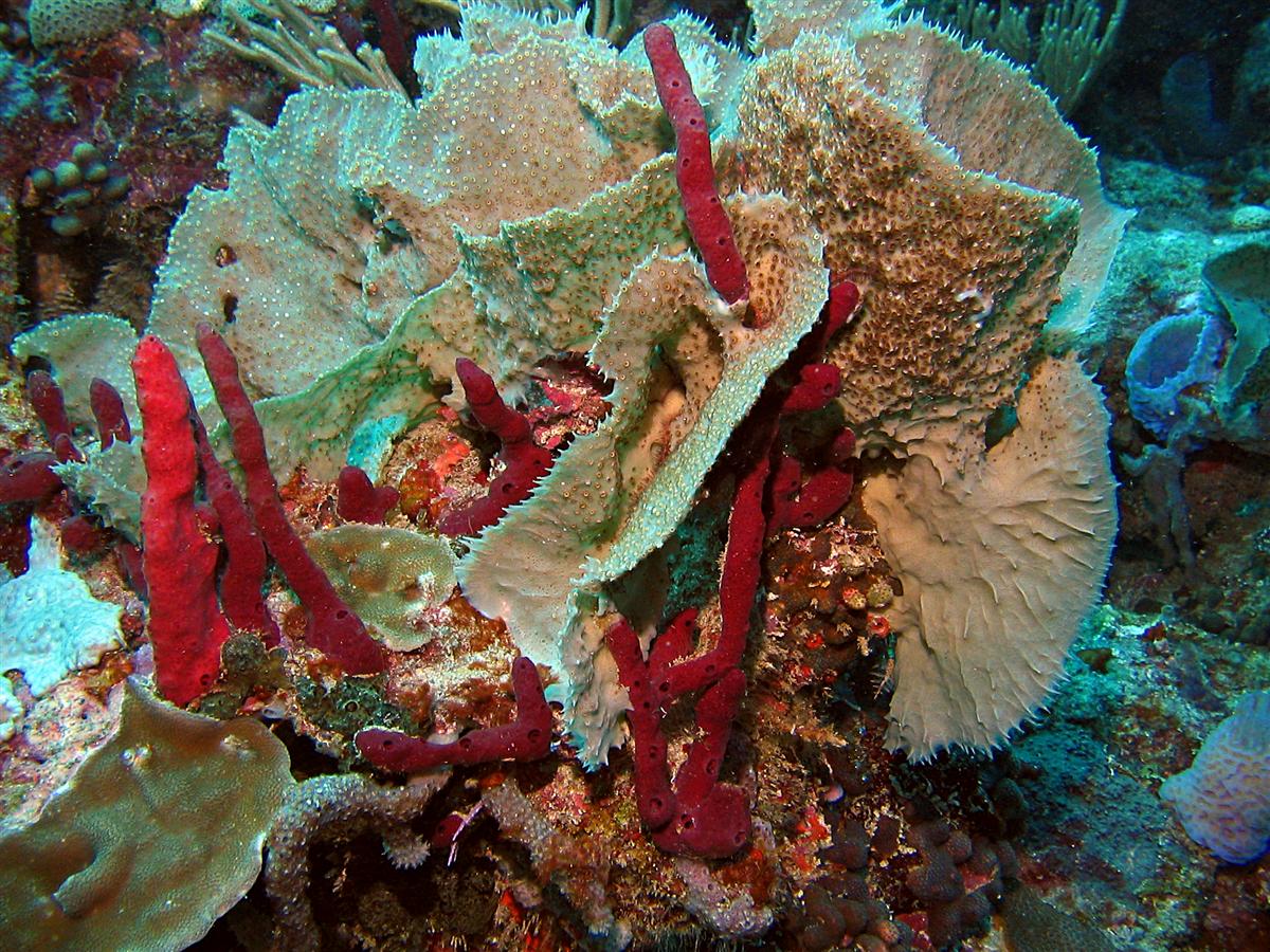 An encrusted Branching Vase sponge