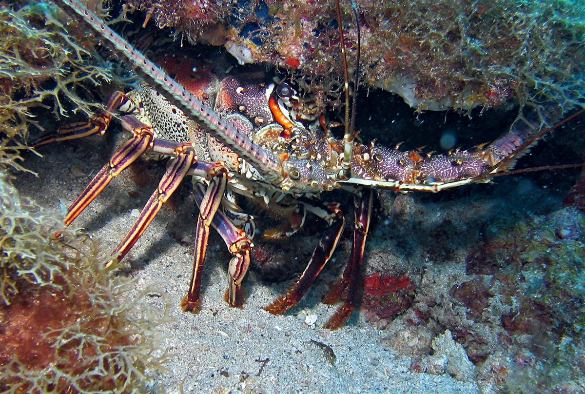 Caribbean Spiny Lobster