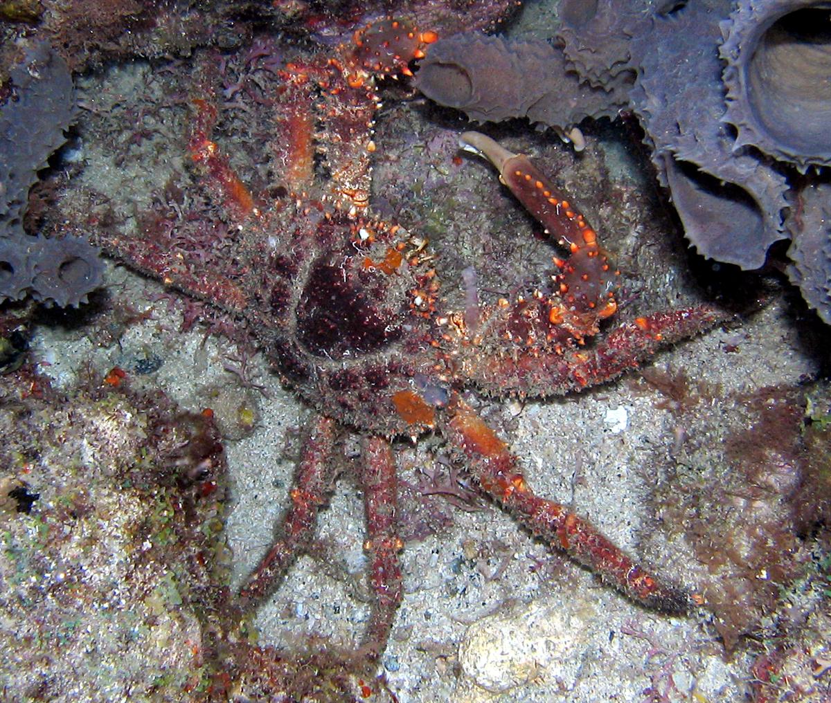 Channel Clinging Crab (King Crab)