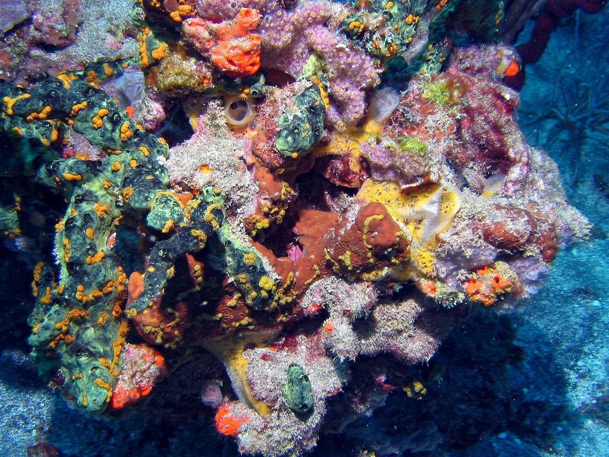 Coral and sponge cluster