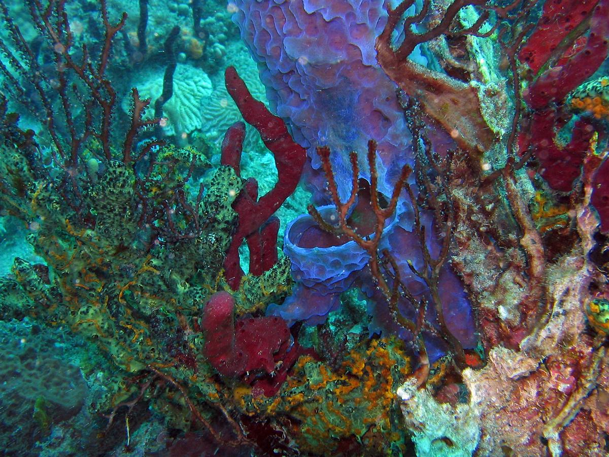 Coral and Azure Sponge