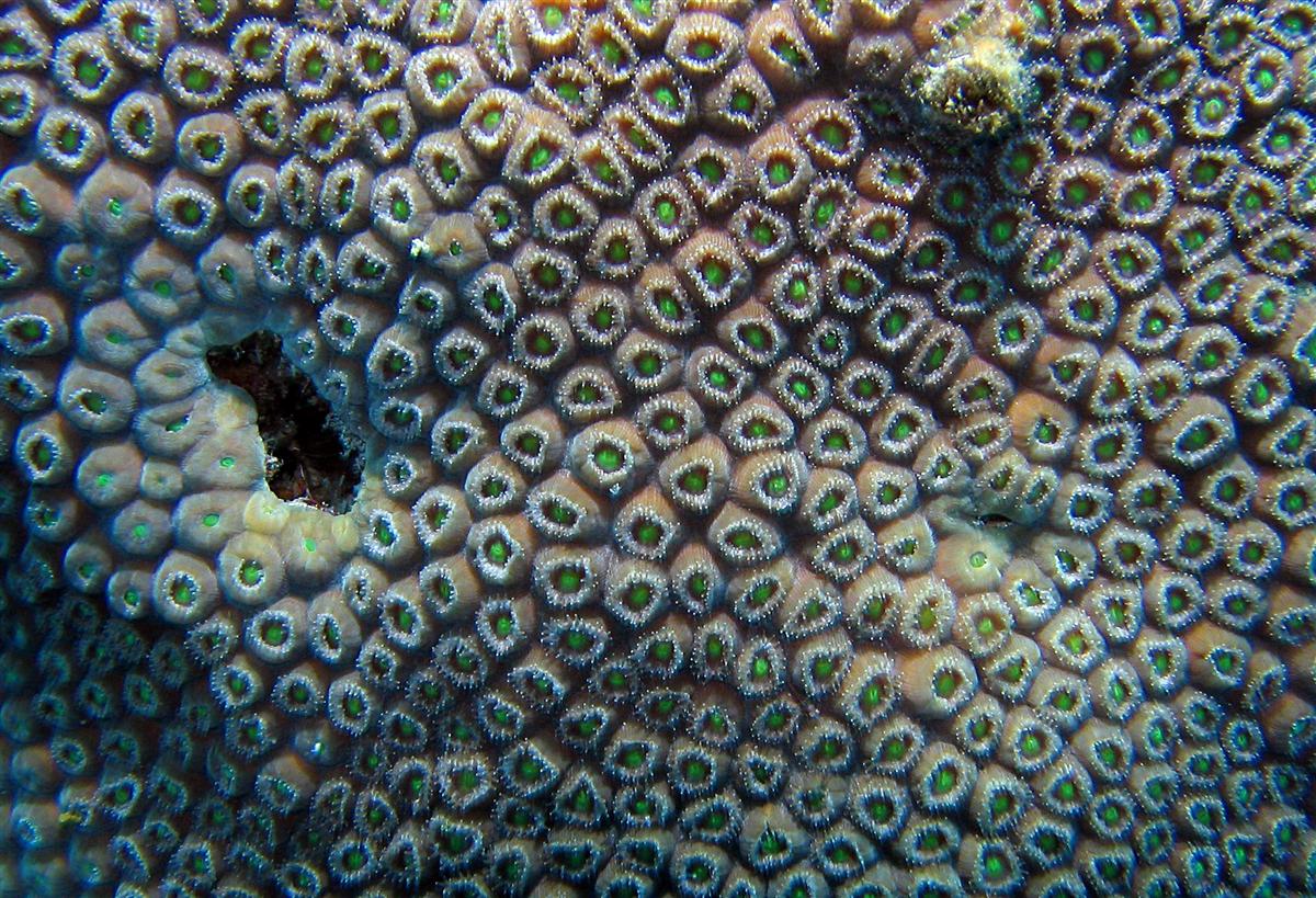 Coral surface detail