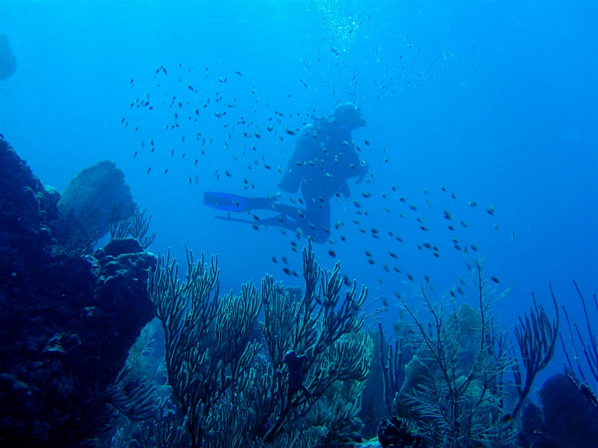 Diver over reef