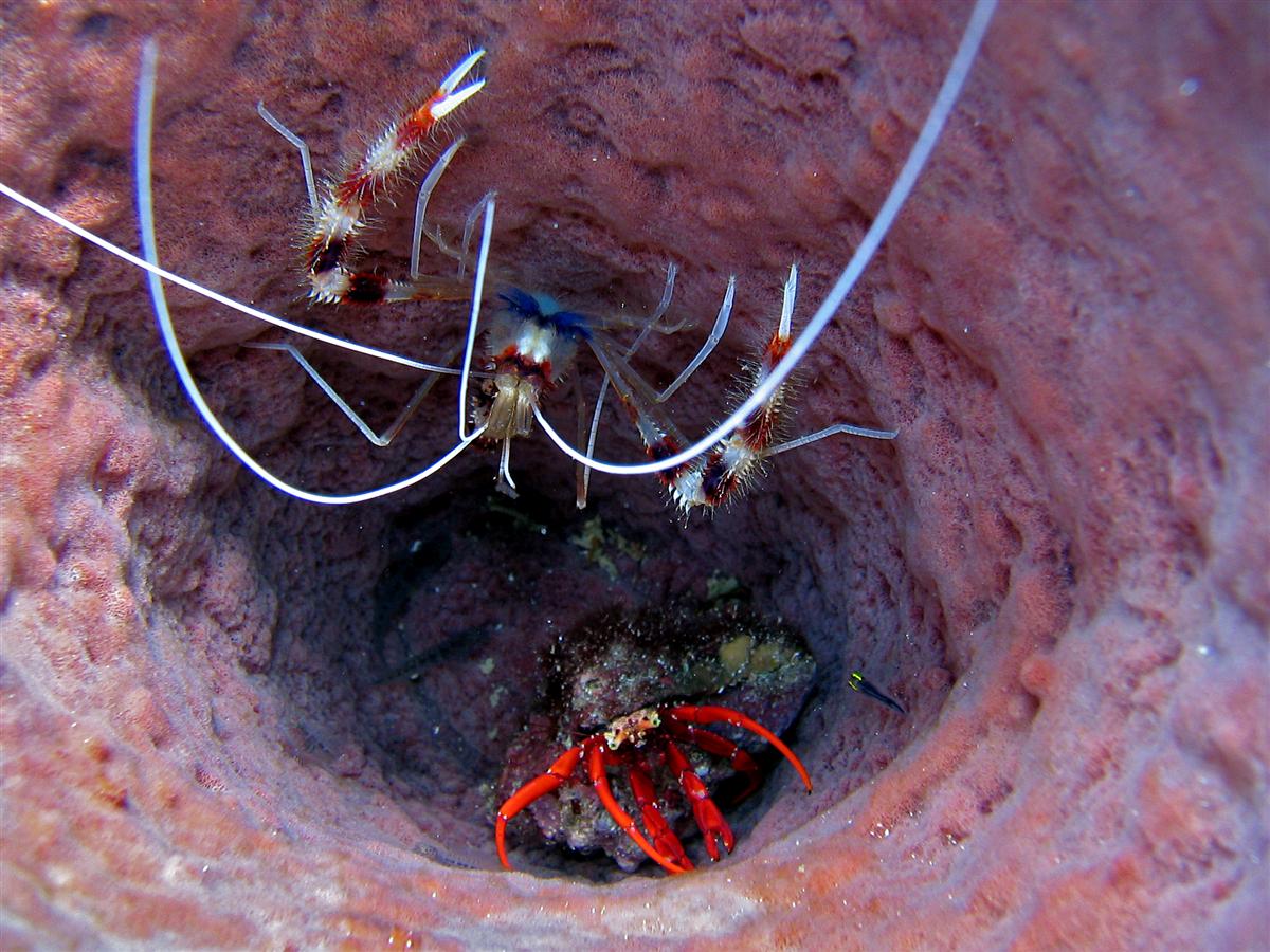 Banded Coral Shrimp and a Red Reef Hermit Crab