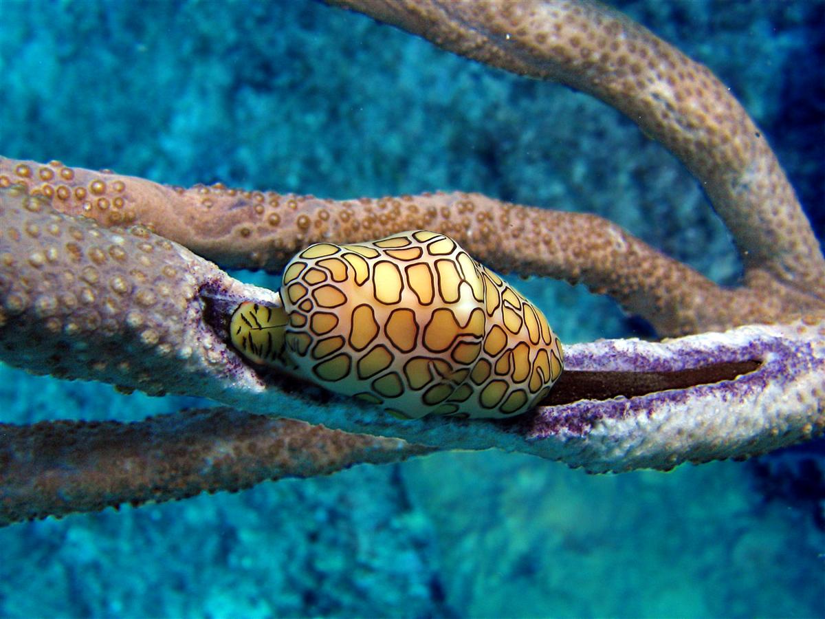 Flamingo Tongue snail