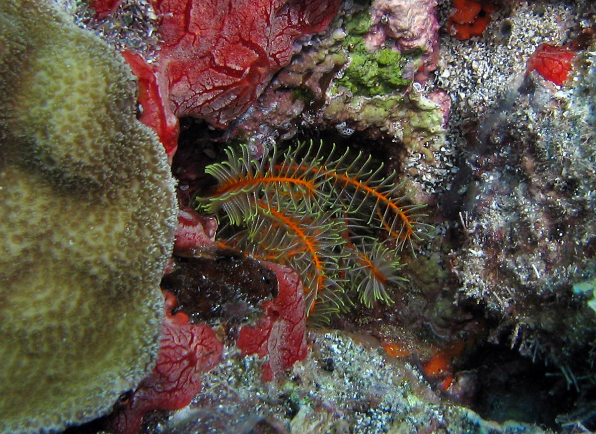 Golden Crinoid feather star