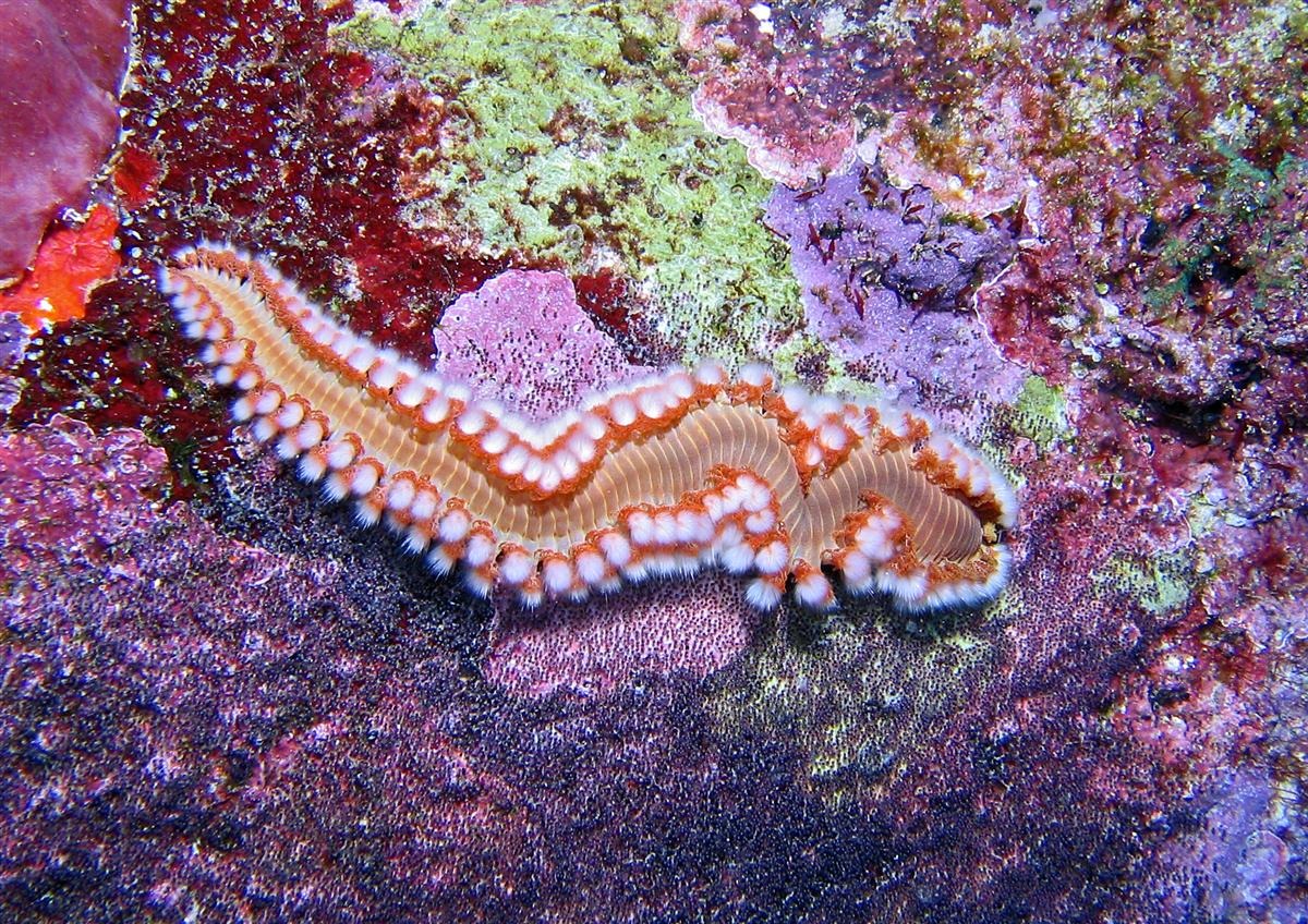 Bearded Fireworm on a colorful wall