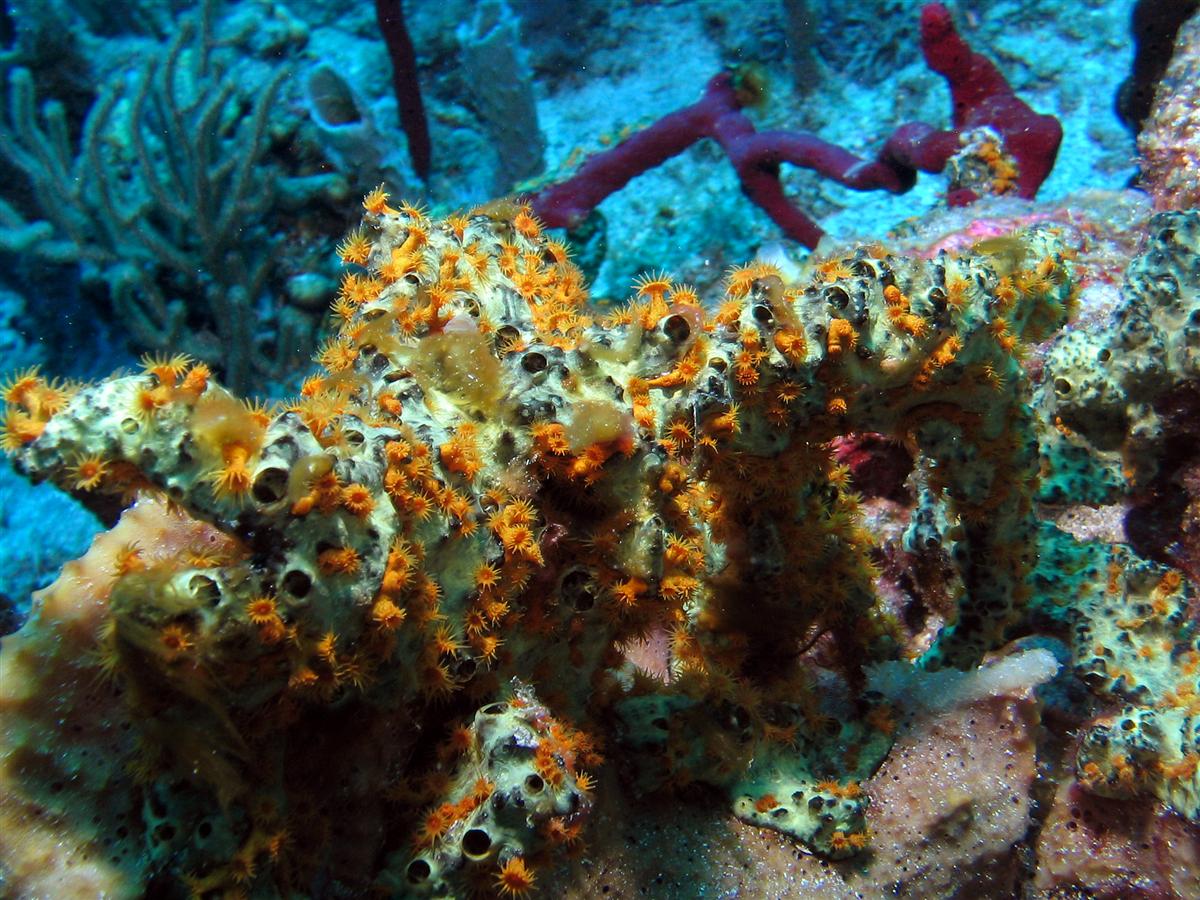 Golden Zoanthid on Green Finger Sponge