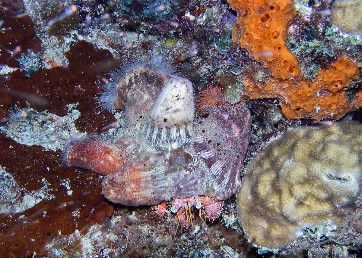 Hitchhiking Anemone on crab