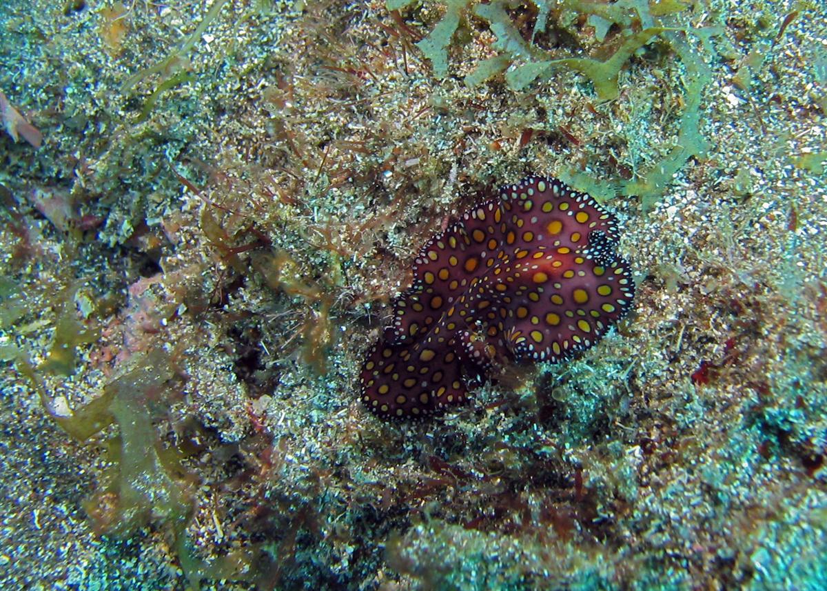 Leopard Flatworm