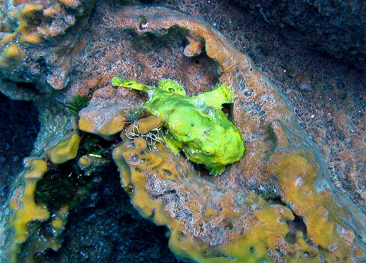 Longlure Frogfish