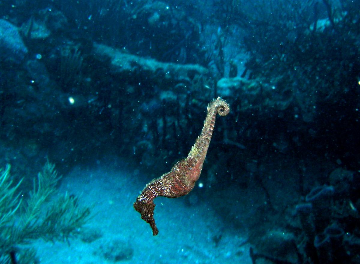 Longsnout Seahorse