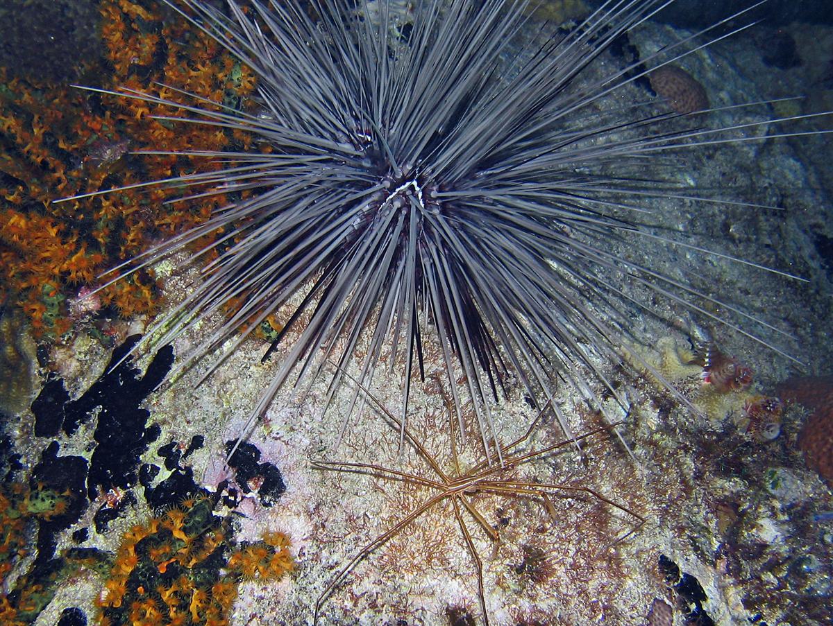 Long-spined Urchin and large Arrow Crab.