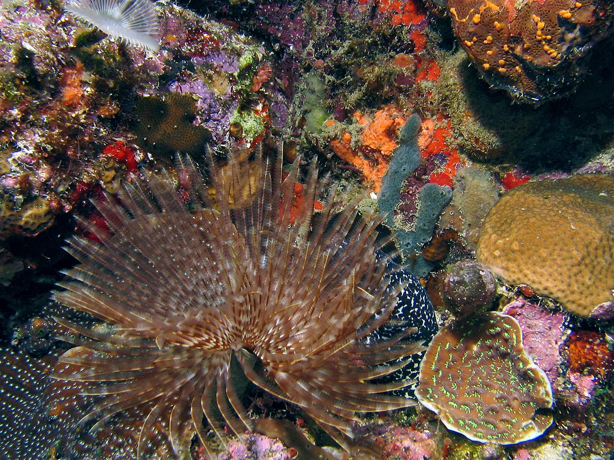 Magnificent Feather Duster with eel