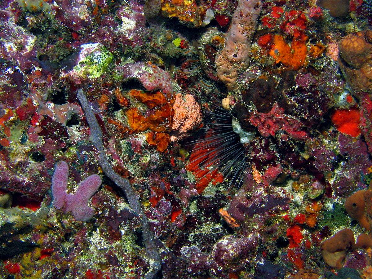 Multi-organism cluster with urchin