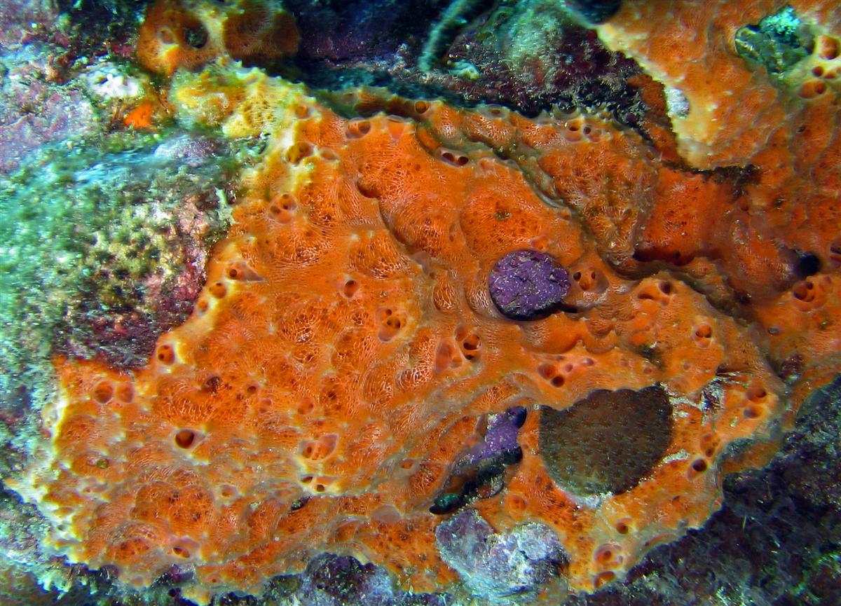 Orange Lumpy Encrusting Sponge