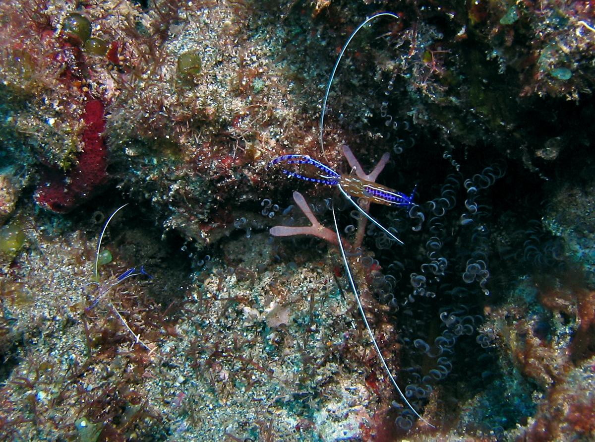 Pederson Cleaner Shrimp and Corkscrew Anemone