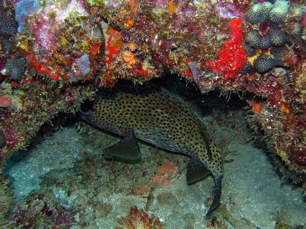 Porcupinefish