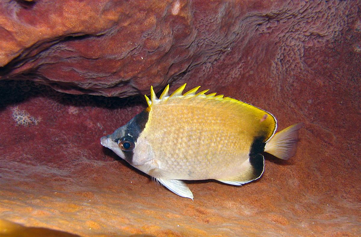 Reef Butterflyfish juvenile