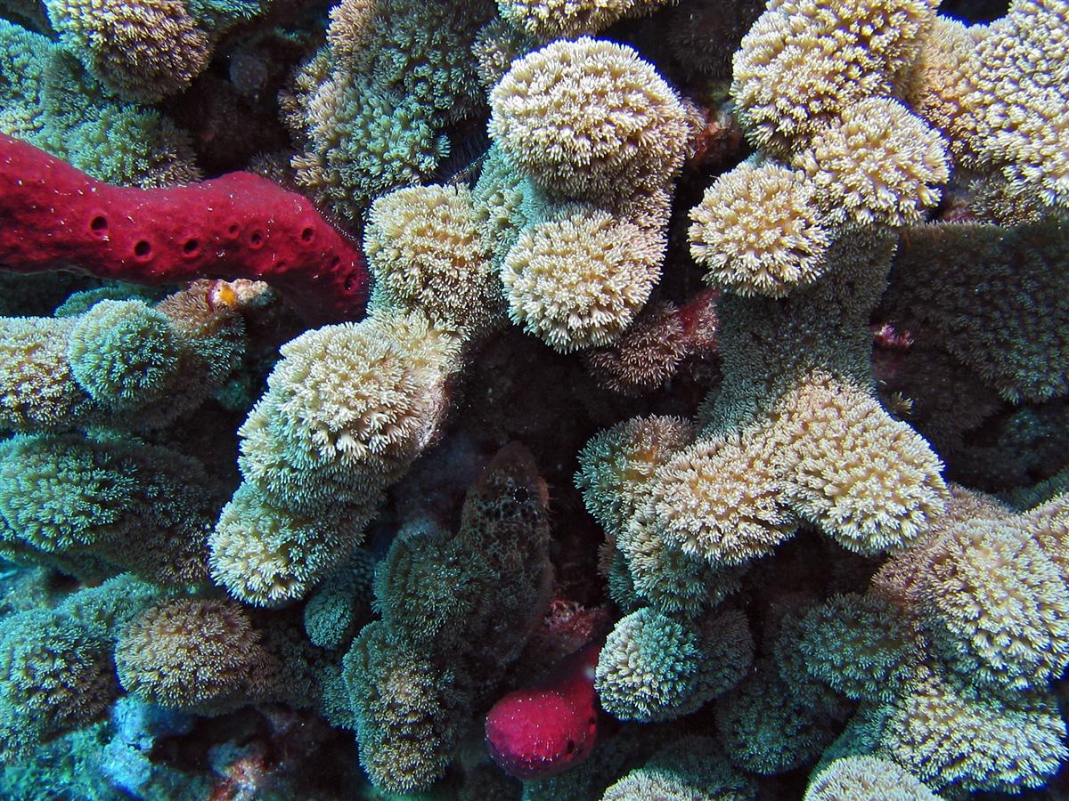 Reef Scorpionfish (?) hiding in coral