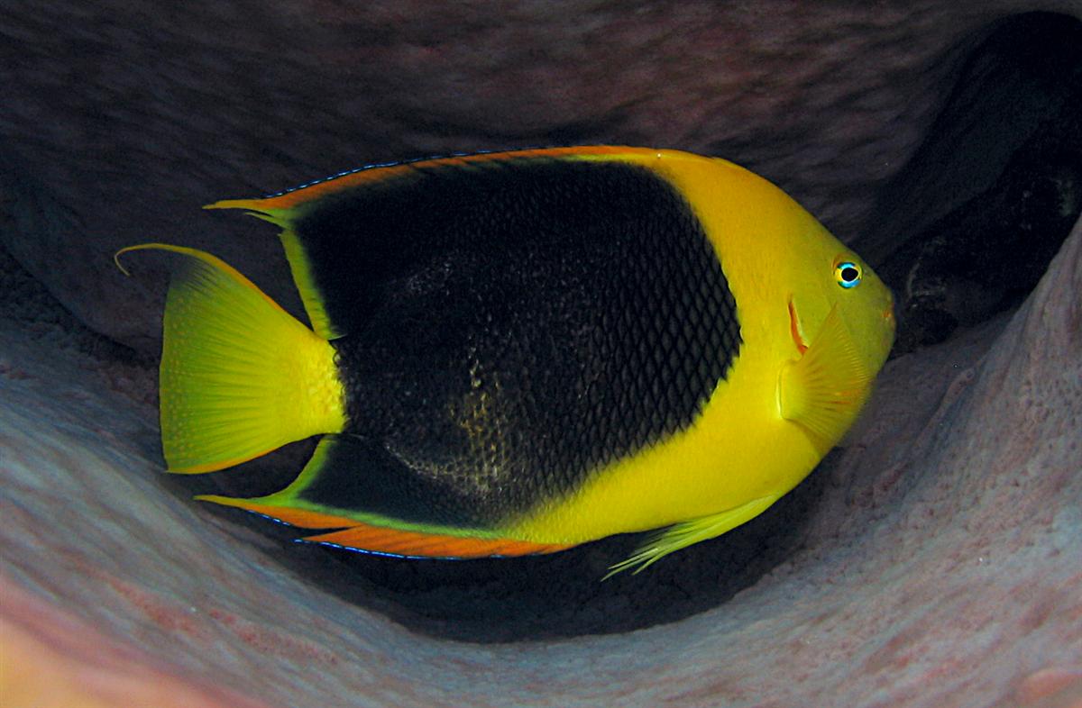 Rock Beauty angelfish