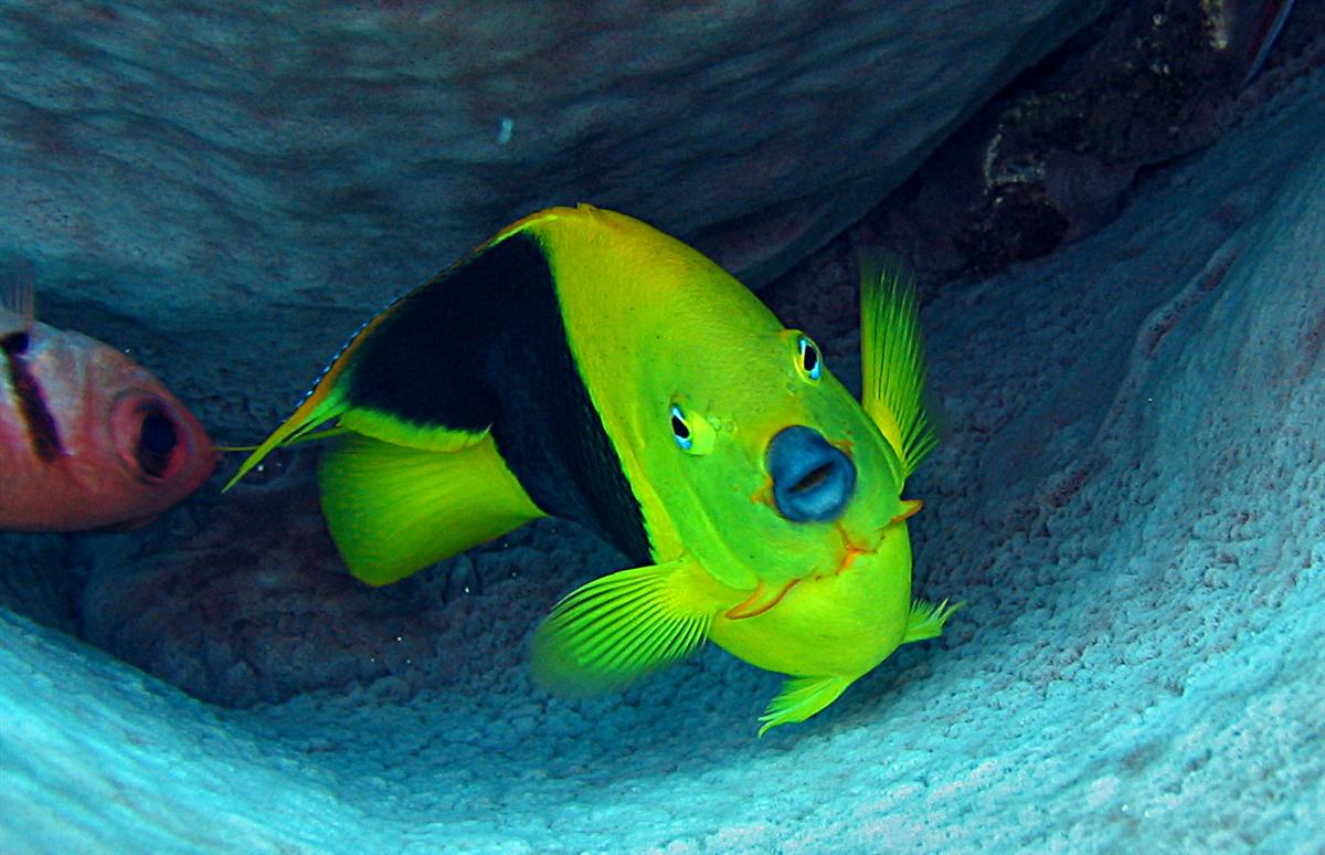 Blue lips of the Rock Beauty