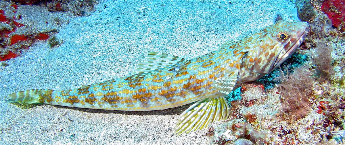 Sand Diver (lizardfish)